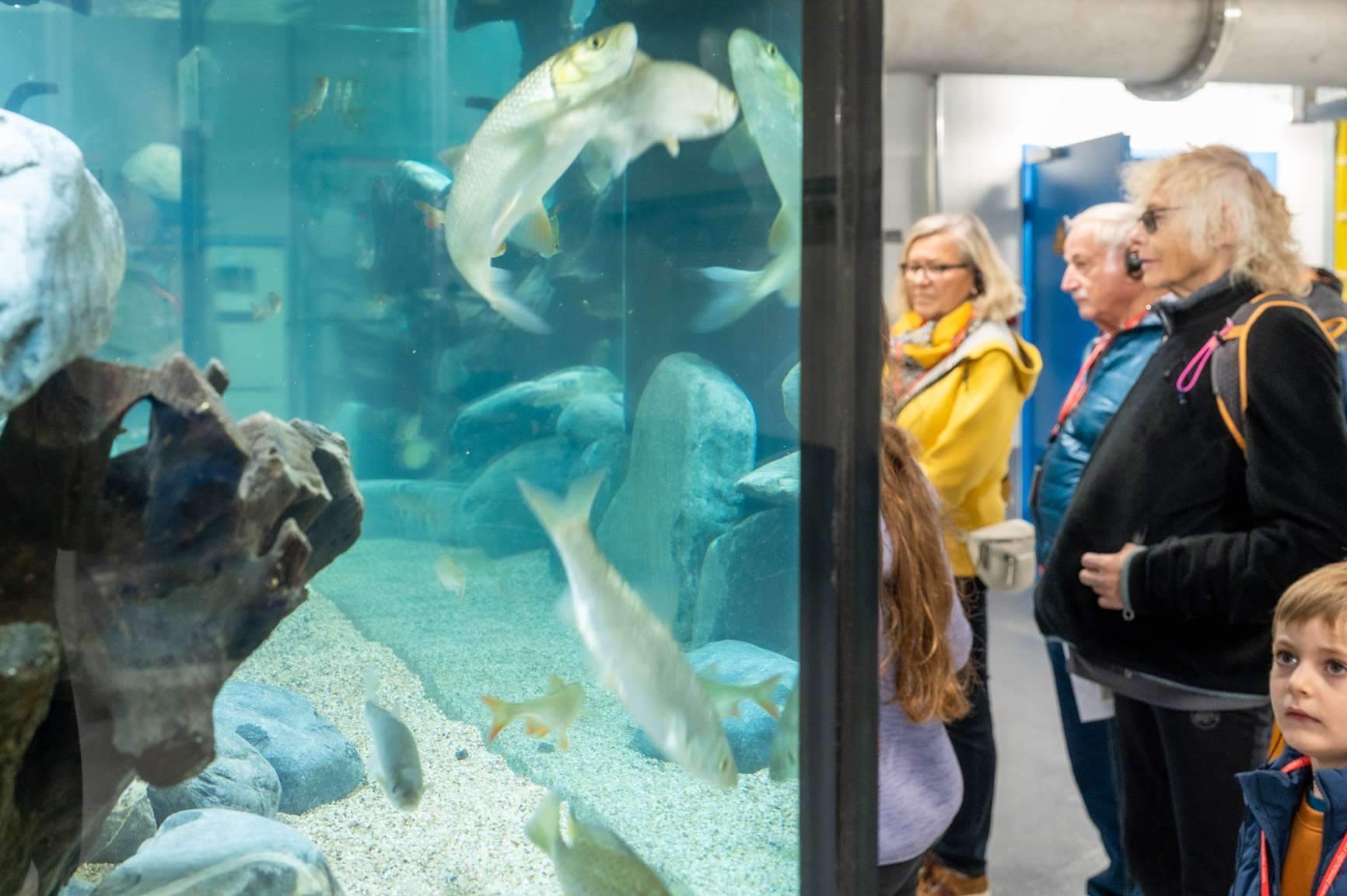 Besucherinnen und Besucher bewundern das Aquarium der ARA Glarnerland